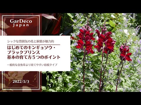 キンギョソウ 植物