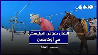 البغال تعوّض توقف التيليسكي في محطة أوكايمدن وسط مطالب بإعادة تشغيله thumbnail