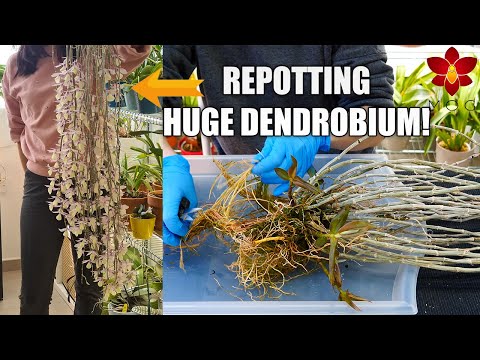 , title : 'When to repot Dendrobium Orchids that need winter rest? - Repotting big Dendrobium aphyllum!'