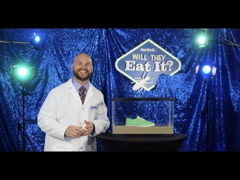 Pest World - Will They Eat It? Episode 4: Shoes