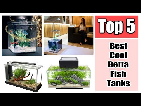 The Top 5 Best Cool Betta Fish Tanks Reviews