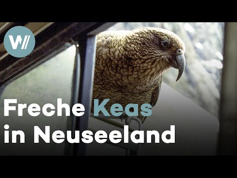 Keas spielen Wildtierfilmern Streiche und demolieren zum Spaß ihren Truck