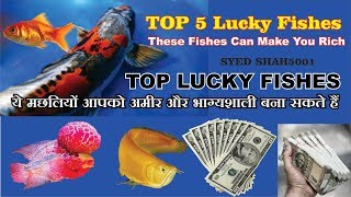 Top 5 lucky fishes these Fishes can make you rich