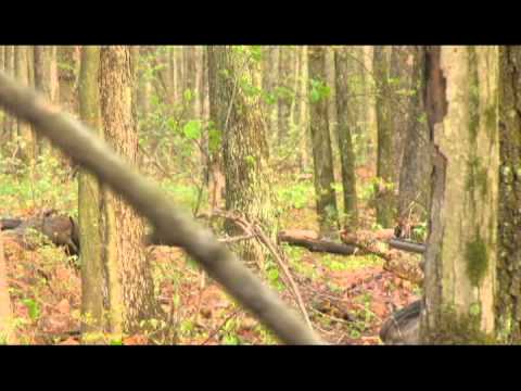 Hunt Rydon (Vaughn's 2013 PA Gobbler)
