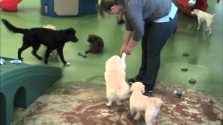 DAYCARE FUN AT WAGS AND WIGGLES, TUSTIN