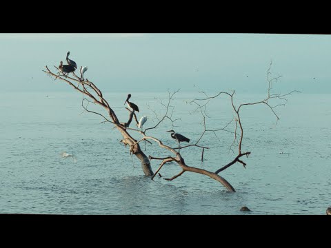 Video Vorschau