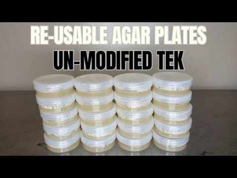 How to Make No-Pour Agar Plates for Growing Mushrooms