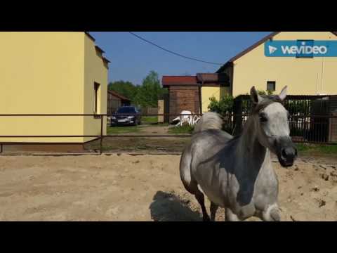 Lawrence el Gazal daughter in foal to WH Justice son