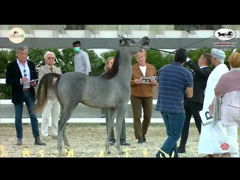 N 44 MERHIJ AL HINDAL   Kuwait International Egyptian Event 2022   Yearling Colts Class 2A