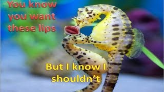 Sea horse mating and then the female just leaves him
