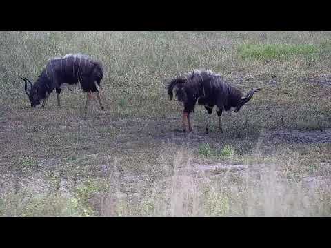 Djuma: Nyala bull dominance dance - 11:07 - 02/16/2022