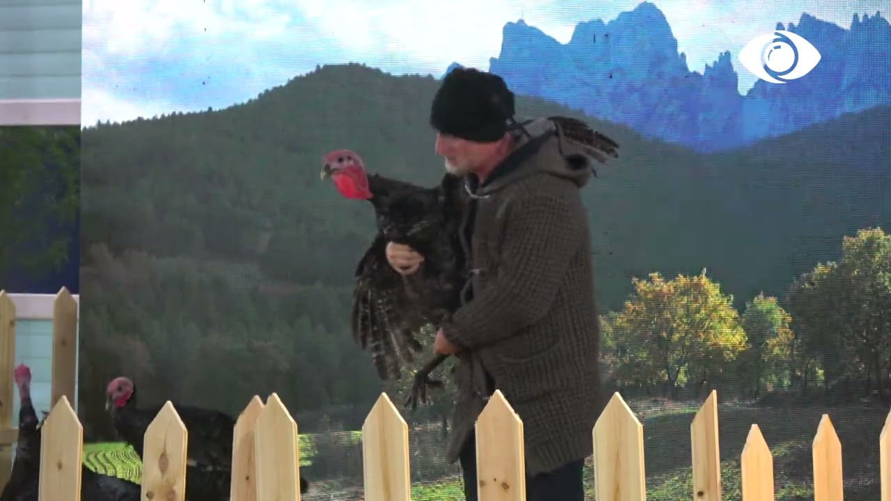 Prova javore/ Banorët kujdesen për gjelat e detit