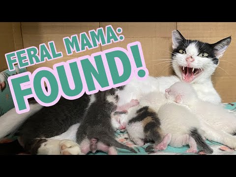 Mama Cat: FOUND! Reuniting orphan kittens with mama (first 4 days together.)