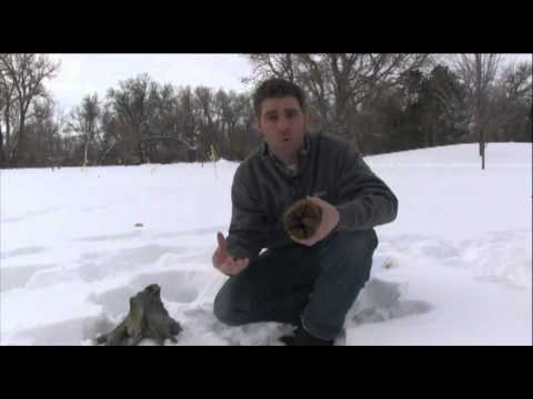 download lagu mp3 mp4 Cockroaches In Winter, download lagu Cockroaches In Winter gratis, unduh video klip Cockroaches In Winter