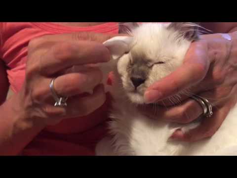 Ragdoll kitten - Washing eyes again - our story of the fight with eye infection