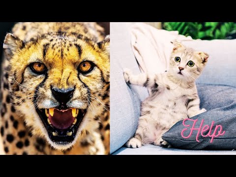 Sounds of animals | Bear Rabbit Fox Monkeys Elephant and Lemur|@faunariaworld