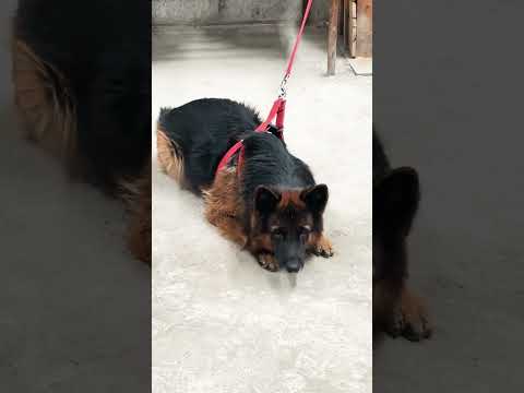 I am Dog Trainer in Delhi Rohini contact no ,9911671819