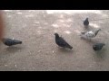 Прикол-мортал комбат 