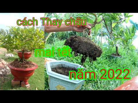 Cách Thay Chất Trồng Cho Cây Mai Vàng - Sang Chậu Phù Hợp Cho Cây Mai Bonsai