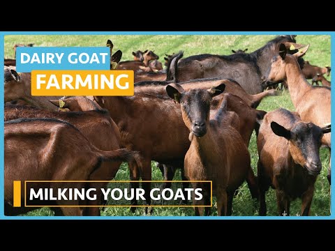 Dairy Goat Farming Lesson 1 Course Outline