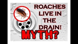 COCKROACHES LIVE IN THE DRAIN - Myth May - Ep. 23
