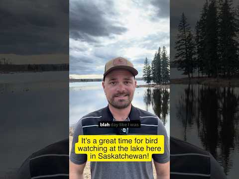 Great time of year for bird watching in Saskatchewan