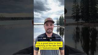 Great time of year for bird watching in Saskatchewan