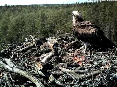 Osprey chicks fighting, July 2012