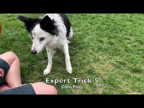 Blitz Trick Dog Champion (TDCH)