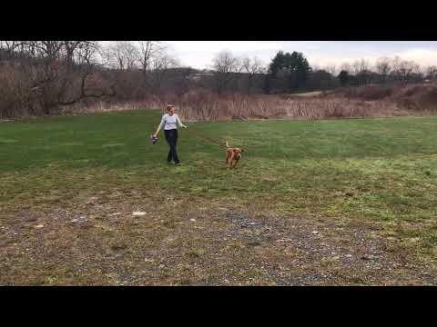 Walker, an adopted Hound Mix in Kittanning, PA_image-1