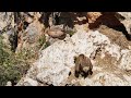 Griffon Vulture (Gyps Fulvus) | Crete