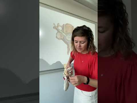 3 functions of the spine