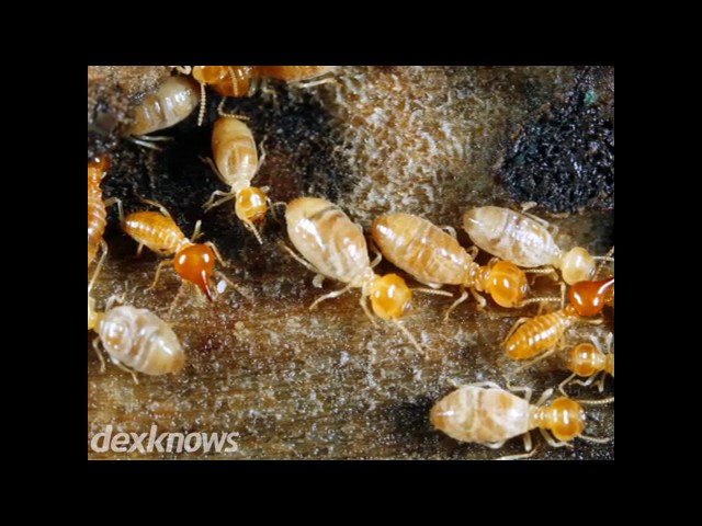 Big Bend Eubanks Termite & Pest Control - Tallahassee, FL