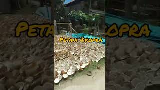 Download lagu Respect @petani kopra #makan #petani #kopra #shorts #short mp3