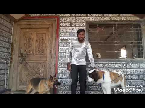 Rottweiler puppies for sale, by shubham mane