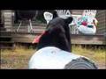 American Black Bears Are Unwanted House Guests David Attenborough BBC Wildlife