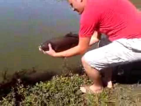 Eliberare crap balta Valea Mare