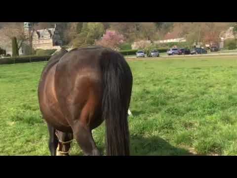 Hengstfohlen von High Motion x Tavolara