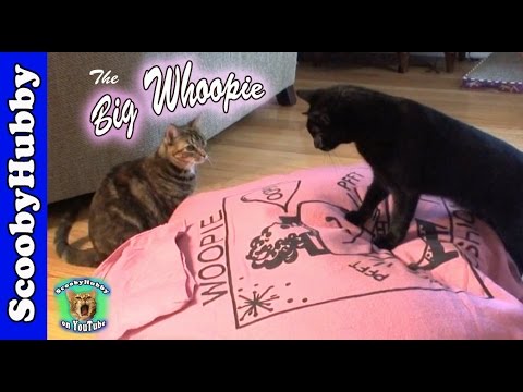 The Big Whoopie -- Cat Clips #90