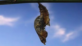 Spectacular Footage of a Butterfly Leaving Its Cocoon