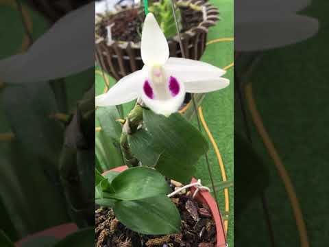 5ctpt tống aly nở 11/5/2020