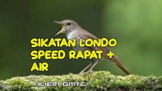 Download lagu Masteran sikatan londo jernih plus gemericik air mp3 Download lagu Masteran sikatan londo jernih plus gemericik air mp3