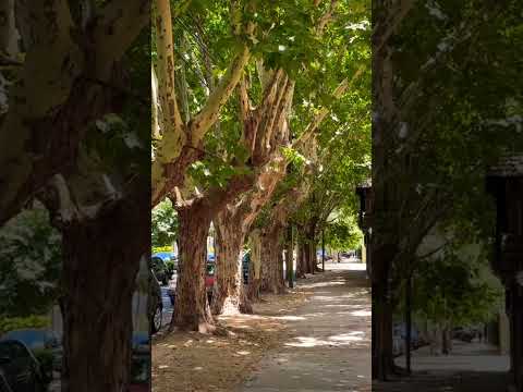 Que bellísimas arboledas tienen los barrios de #ituzaingo en el oeste de #buenosaires #shorts #bsas