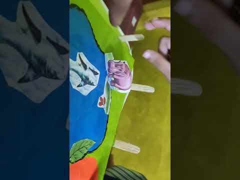 WILD ANIMALS 🐘🐼🐯ZOO