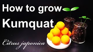 How to grow Kumquat from seed｜Your own Kumquat tree｜How to grow #14 Kumquat｜Eng Sub
