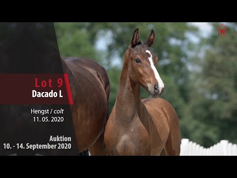 Online-Auktion v. 10. - 14. September 2020 Lot 9 Dacado L Hengst v. Diamant de Casall - Cassus