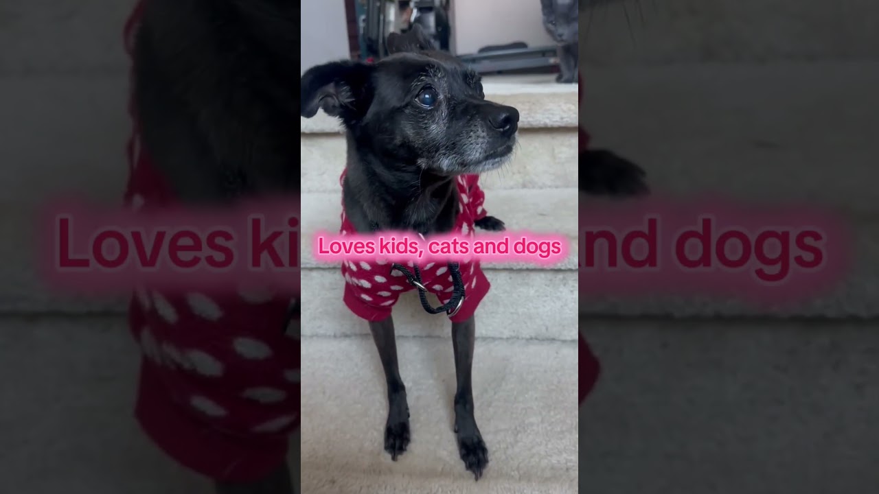 Cooper, a ADOPTABLE mixed breed in Murrieta, CA video 5/5