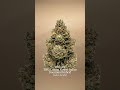 Divinity THCa Flower ✨ Creamy Indica-Hybrid Luxury