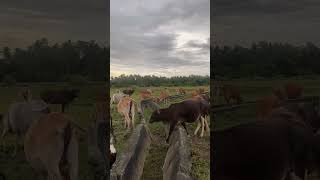 Download lagu Rat Road to Rural Cowshed #shorts mp3