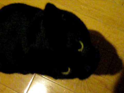 Liana's Katyte Chasing Hair Tie